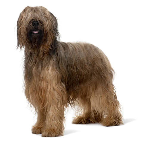 Briard Dog Breed Information Purina
